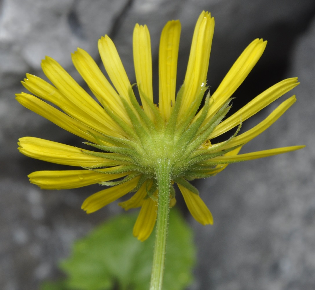 Image of Doronicum columnae specimen.