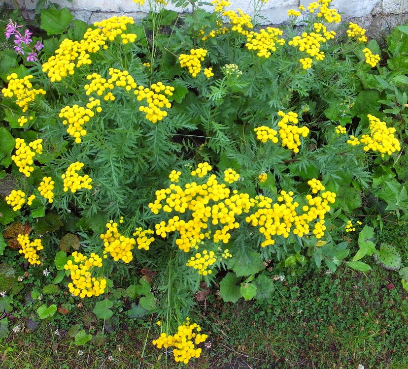 Image of Tanacetum vulgare specimen.