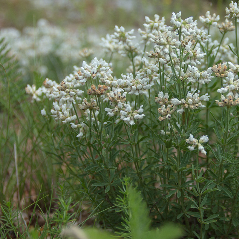 Image of Dorycnium germanicum specimen.