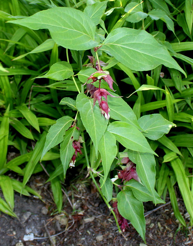 Image of Leycesteria formosa specimen.