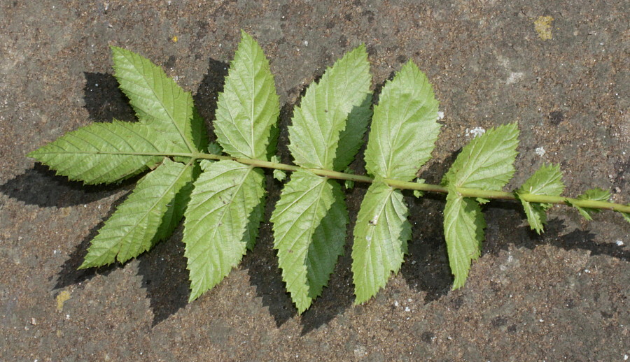 Image of Filipendula ulmaria ssp. denudata specimen.