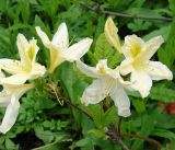 genus Rhododendron. Верхушка растения с цветками и бутоном. Приморский край, Владивосток, Ботанический сад. 02.06.2008.