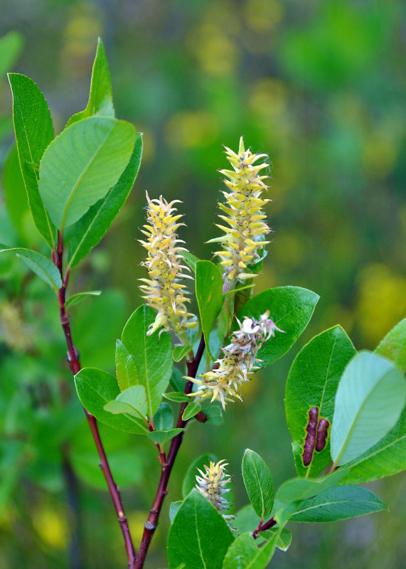 Изображение особи Salix phylicifolia.