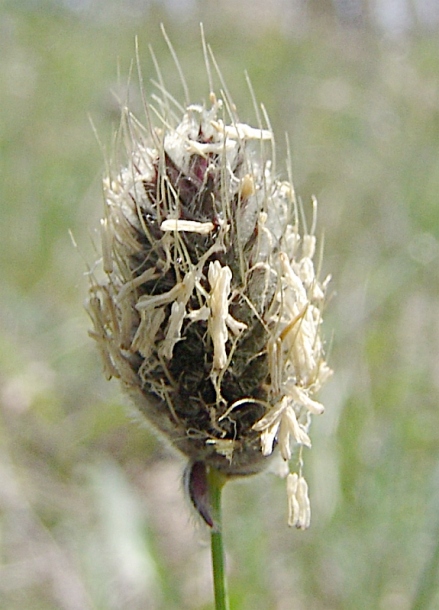 Image of Alopecurus vaginatus specimen.