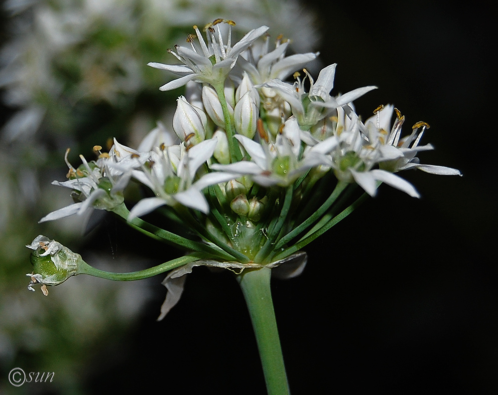 Image of Allium ramosum specimen.