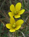 Saxifraga hirculus