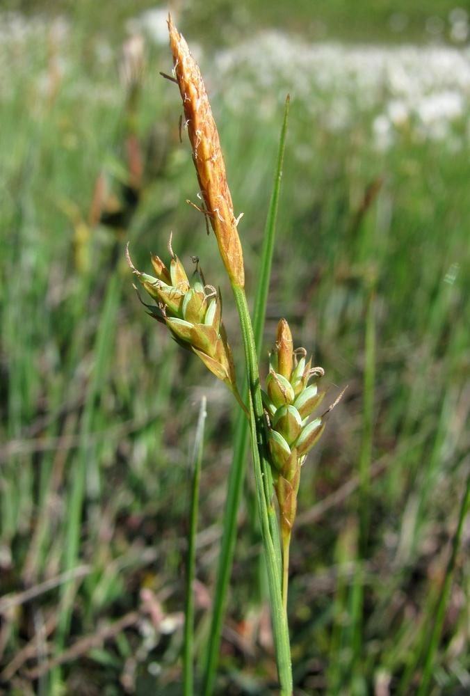 Image of Carex limosa specimen.