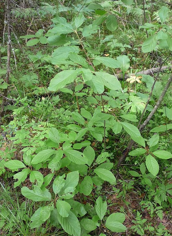 Image of Frangula alnus specimen.