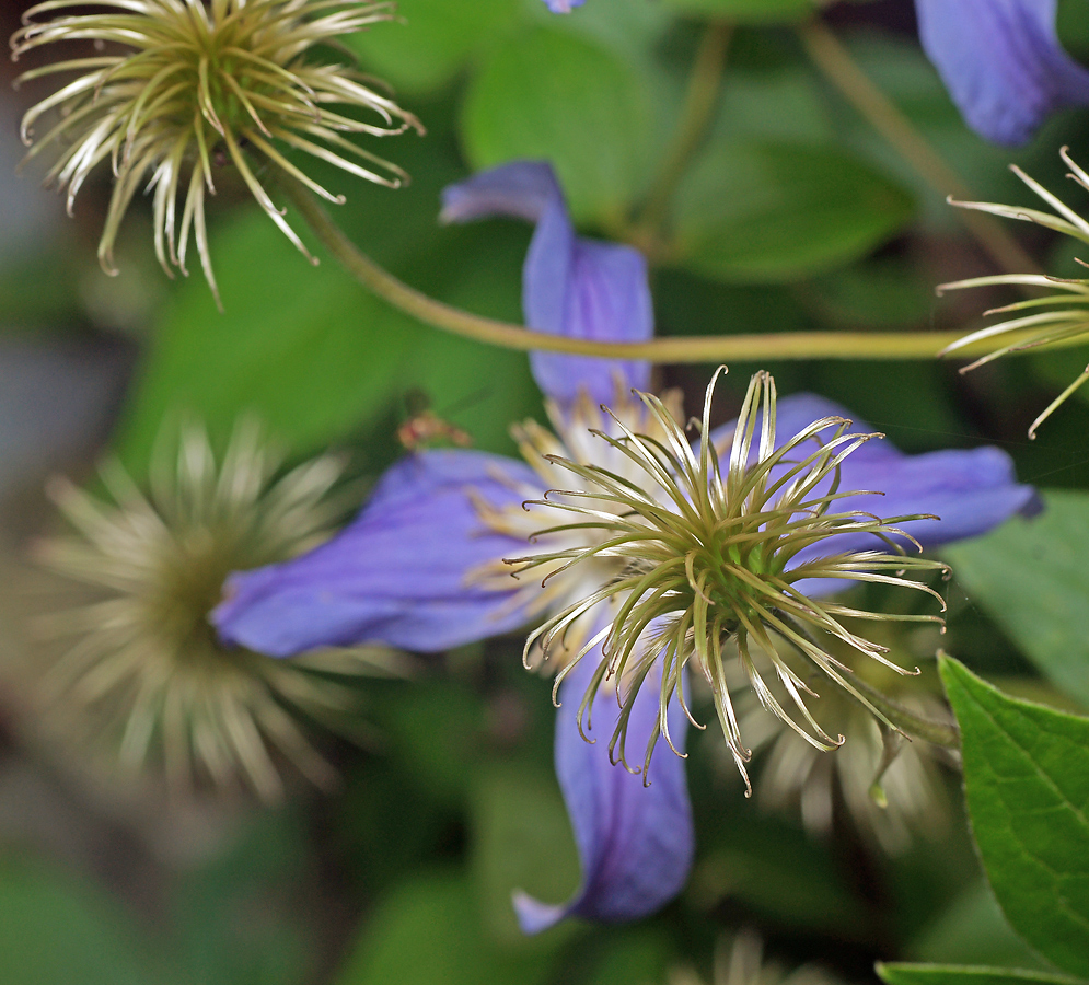 Image of Clematis &times; jackmanii specimen.