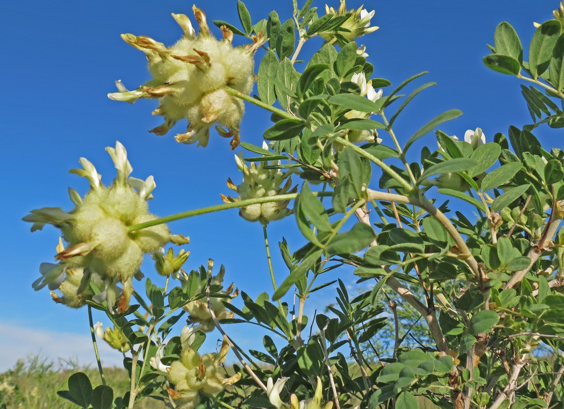 Image of Astragalus xanthotrichos specimen.