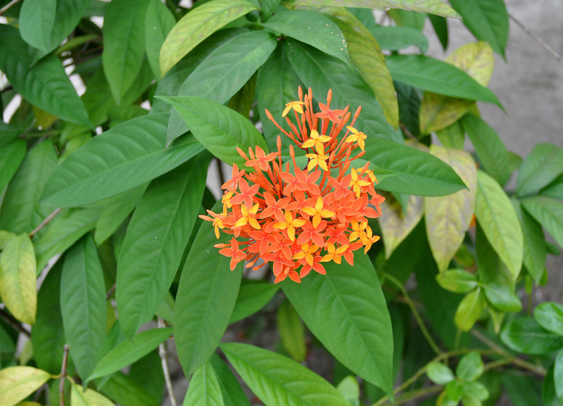 Image of Ixora coccinea specimen.