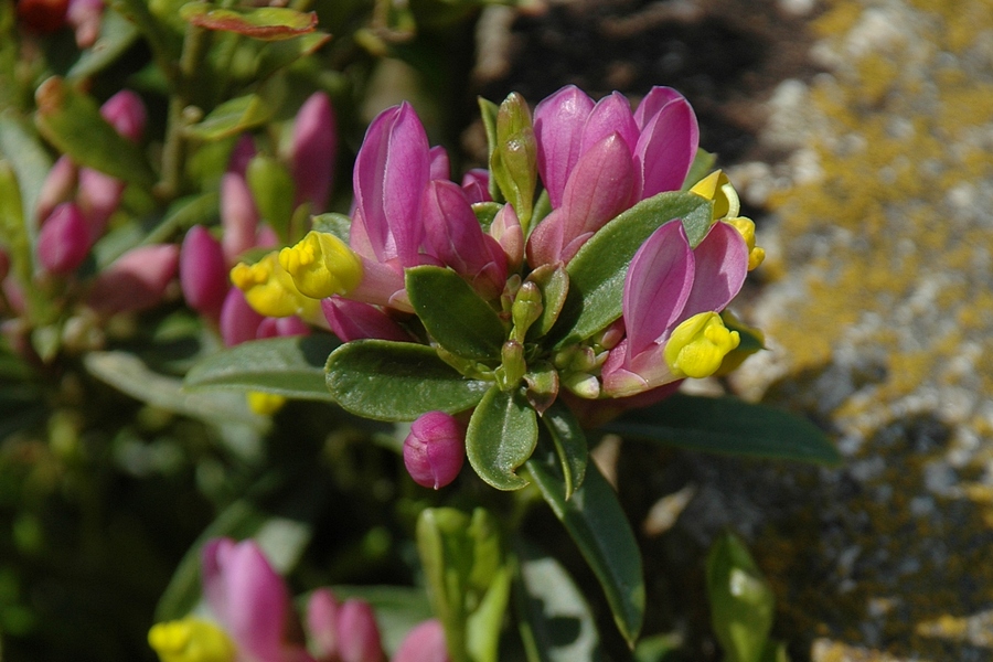 Image of Polygala chamaebuxus specimen.