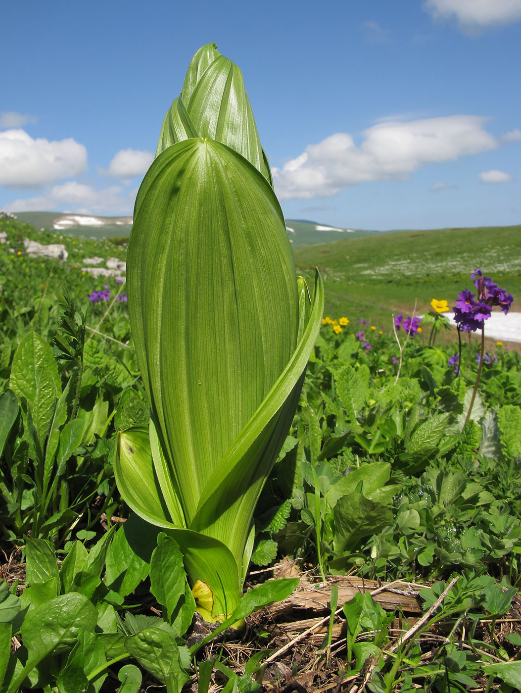 Image of Veratrum lobelianum specimen.