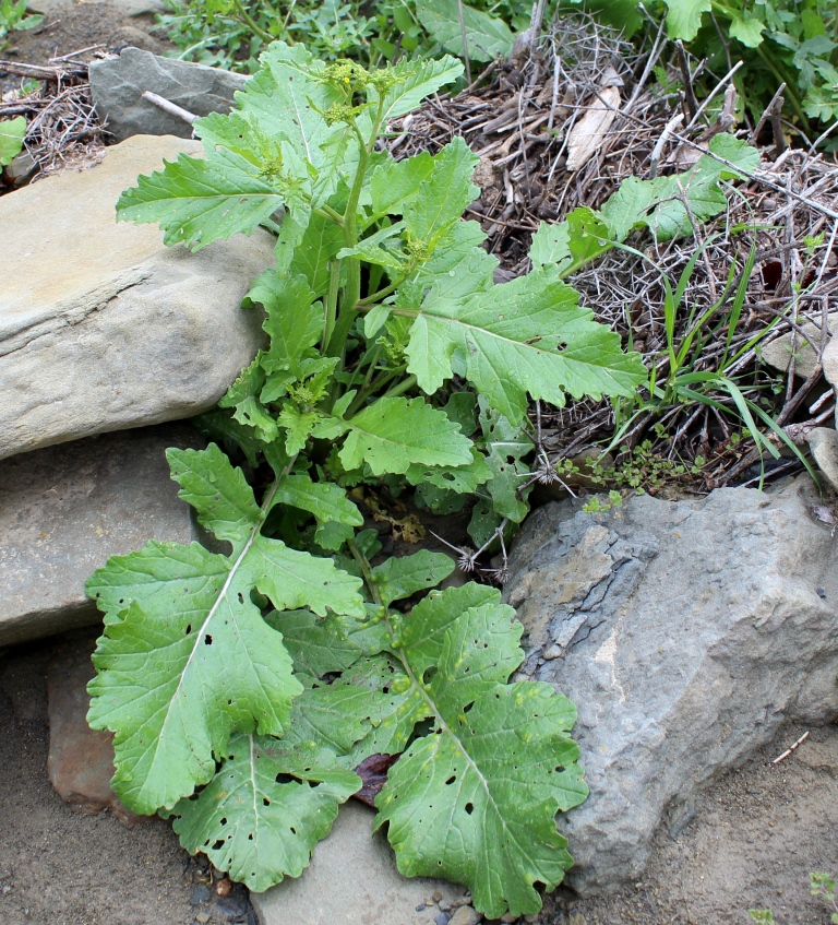 Image of Sinapis arvensis specimen.