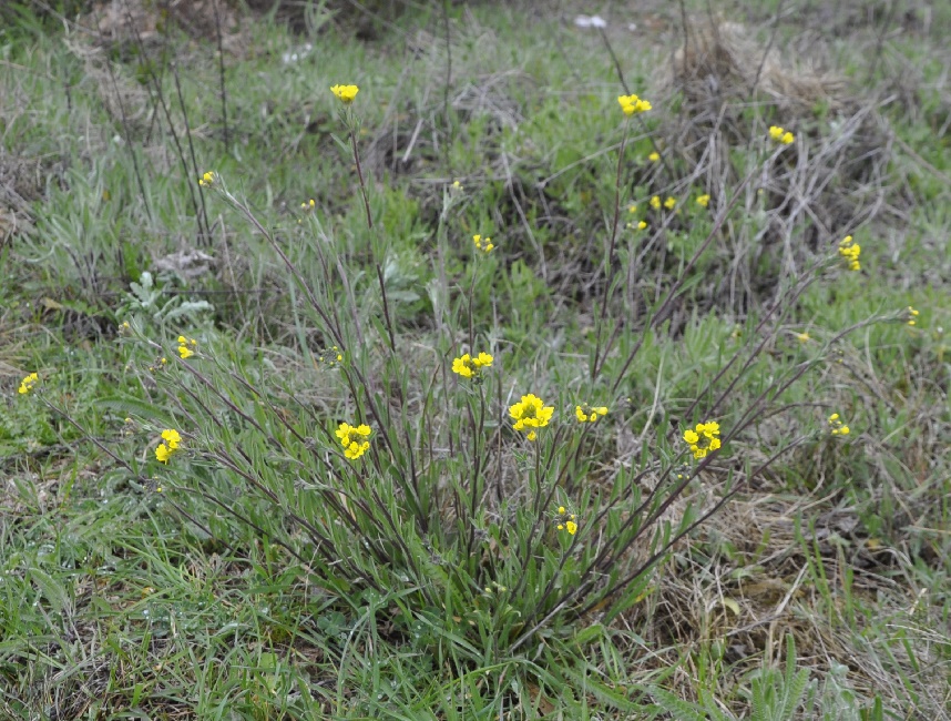 Изображение особи Berteroa orbiculata.