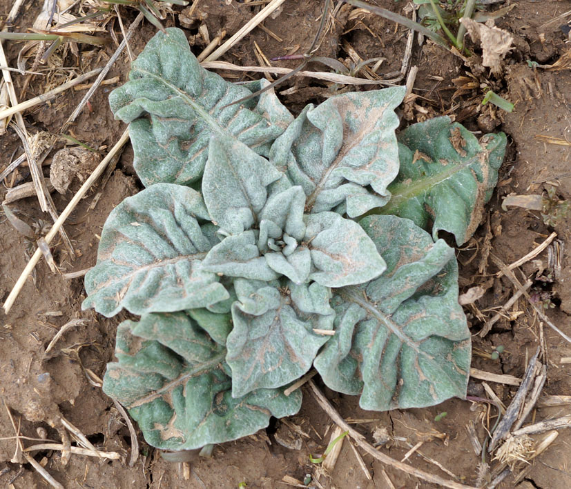 Image of genus Verbascum specimen.