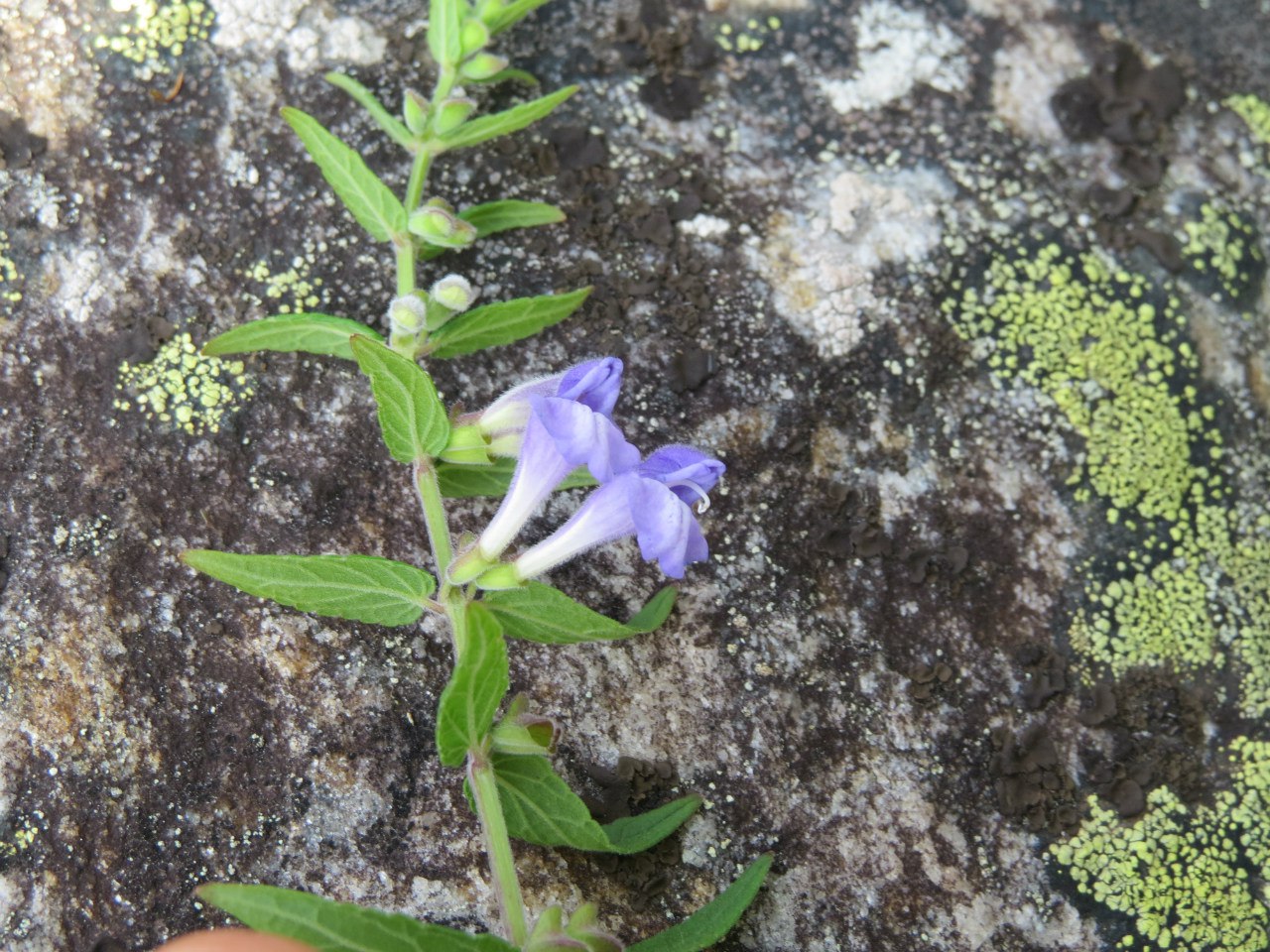 Изображение особи Scutellaria galericulata.