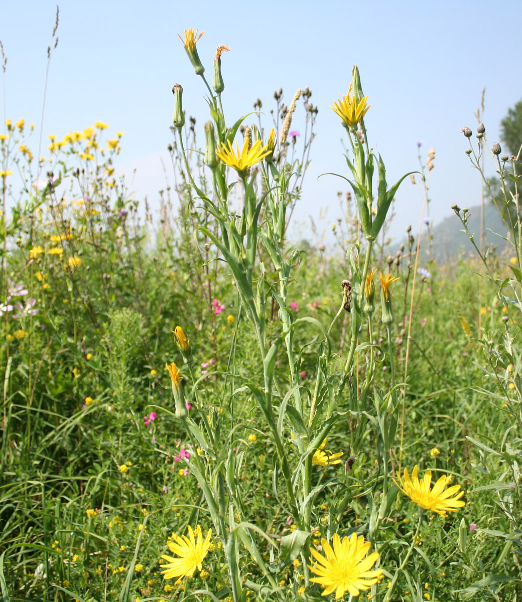 Image of Tragopogon orientalis specimen.