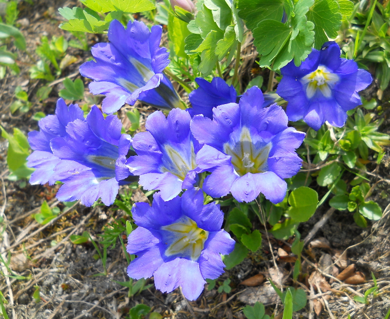 Изображение особи Gentiana grandiflora.