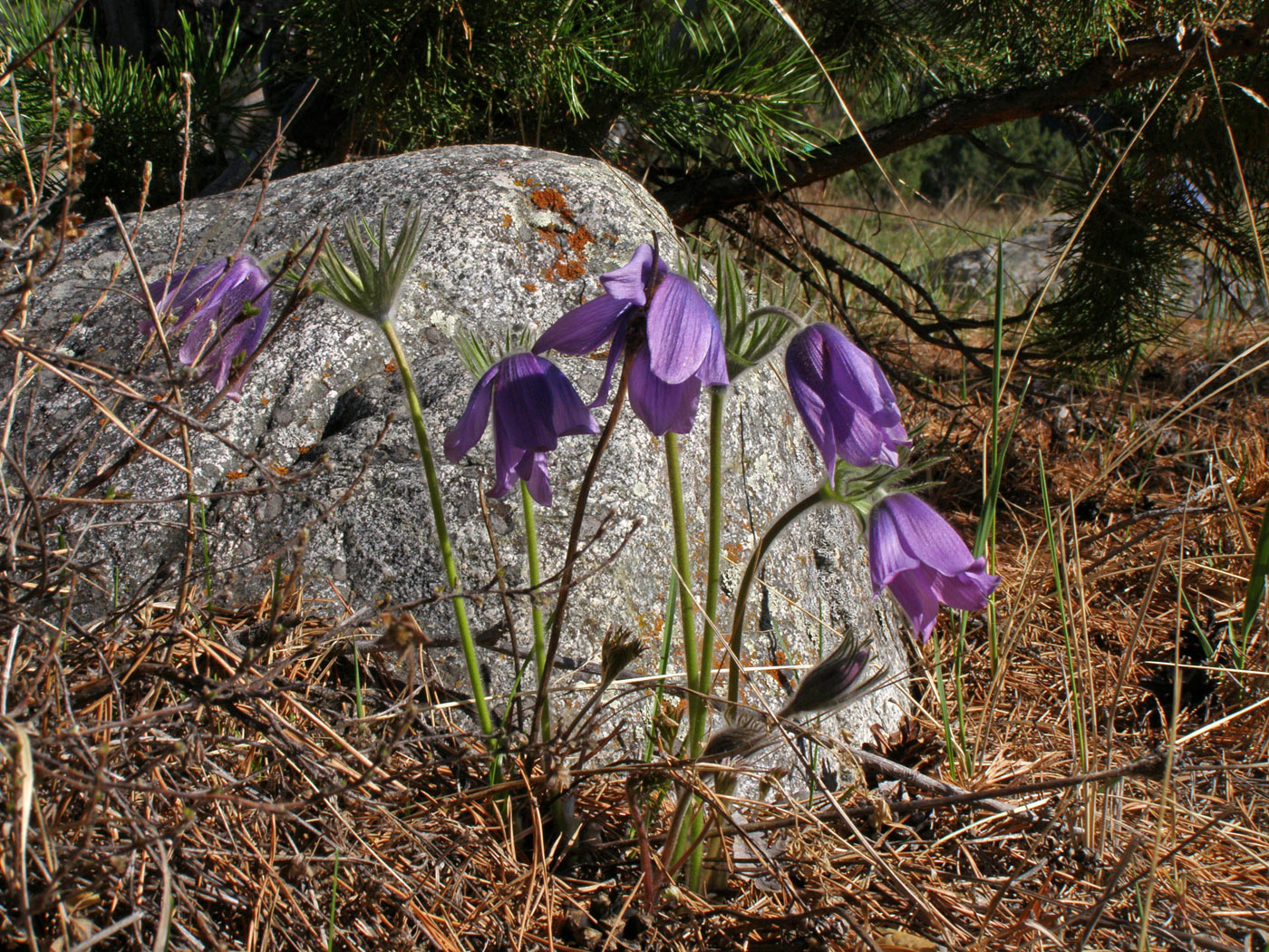 Изображение особи род Pulsatilla.