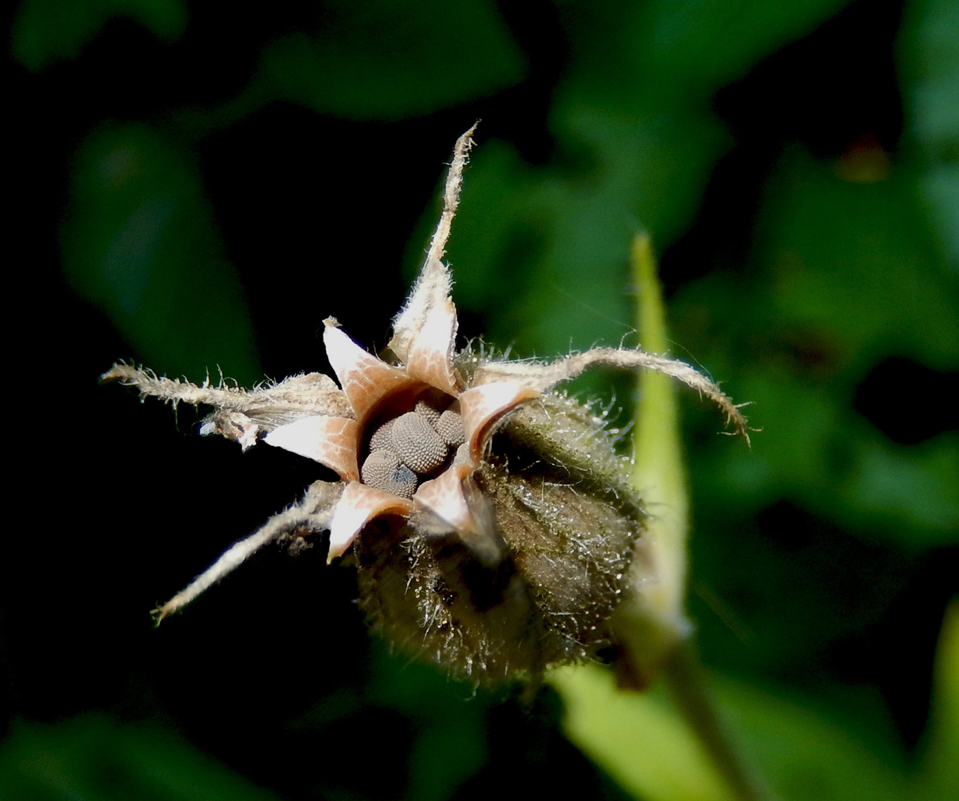 Image of Silene noctiflora specimen.