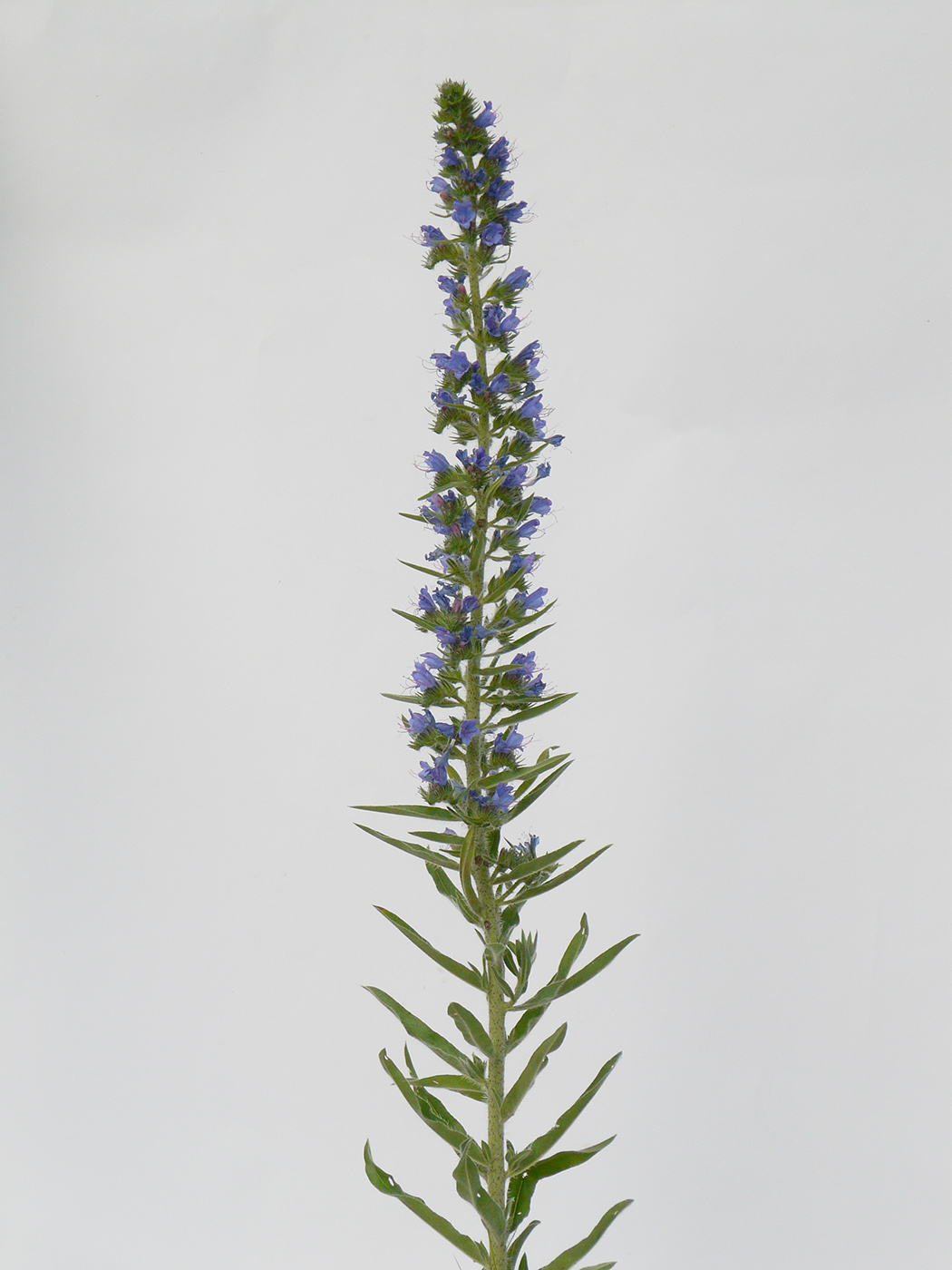 Изображение особи Echium vulgare.