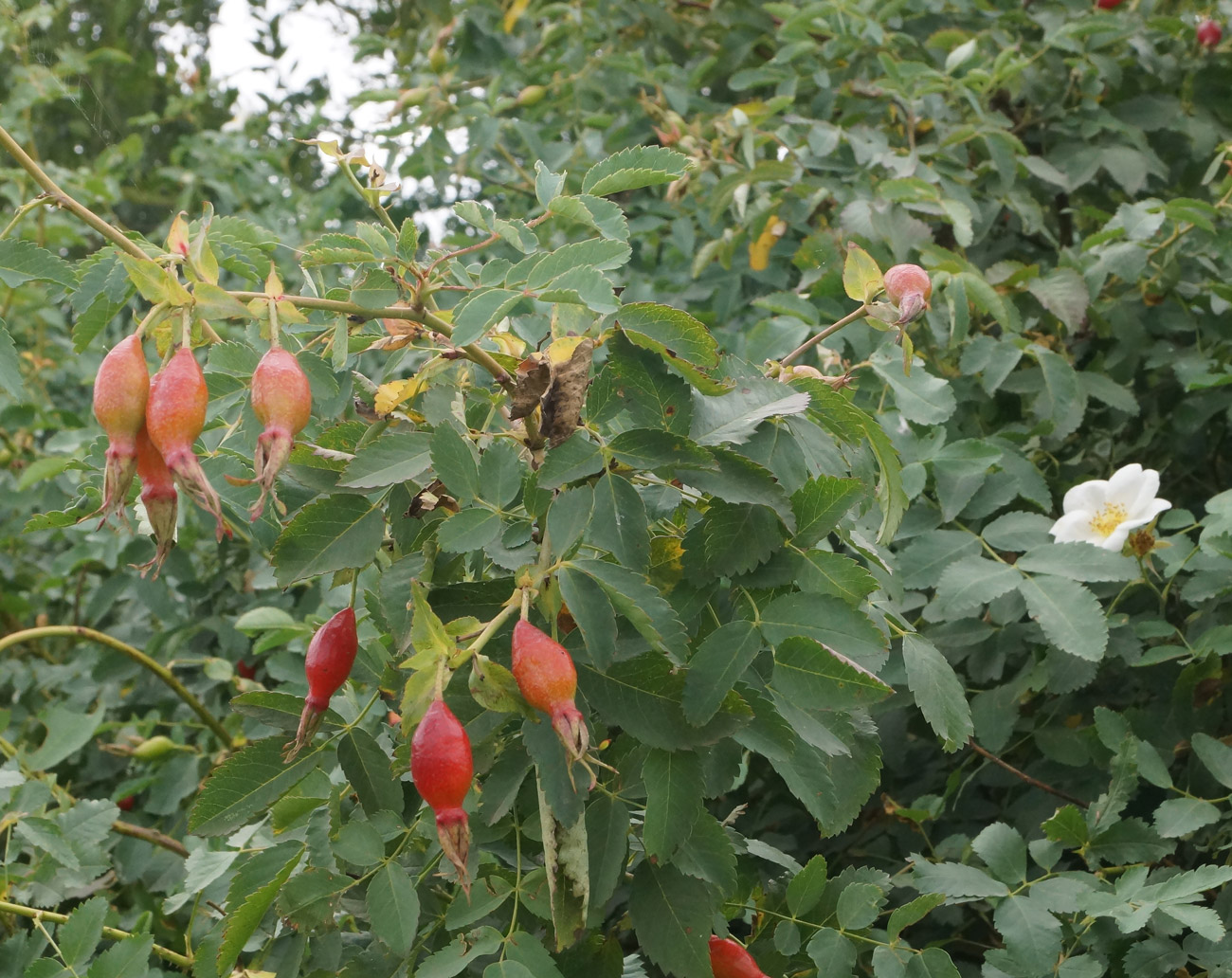 Image of genus Rosa specimen.