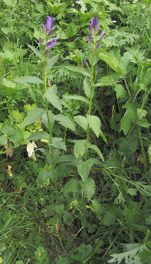 Image of Campanula latifolia specimen.