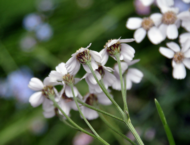 Изображение особи Achillea ledebourii.