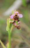 Ophrys oestrifera. Верхняя часть соцветия. Черноморское побережье Кавказа, м/о город-герой Новороссийск, окр. с. Глебовка, шибляк. 20 мая 2014 г.