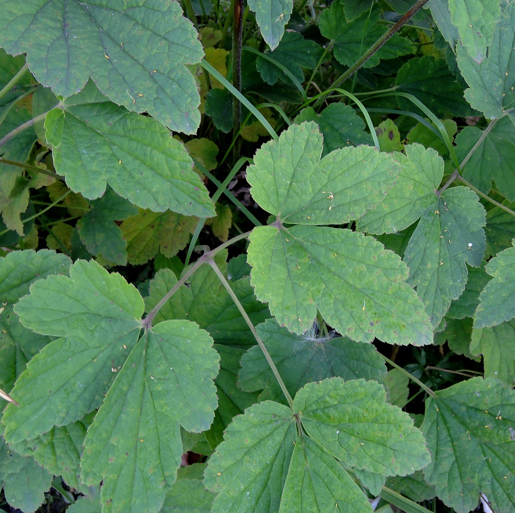 Image of Anemone hupehensis specimen.