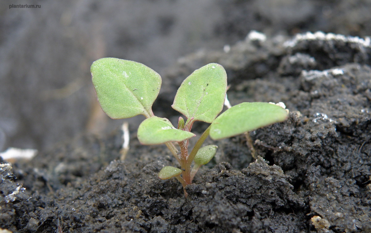 Image of Oxybasis chenopodioides specimen.