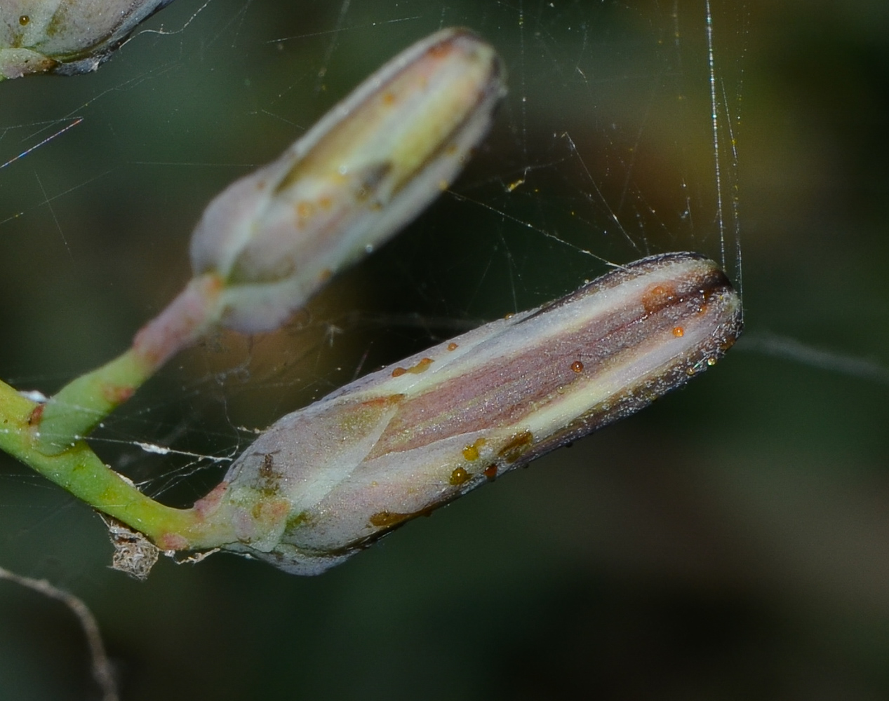 Image of Launaea arborescens specimen.