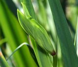 Iris pseudacorus