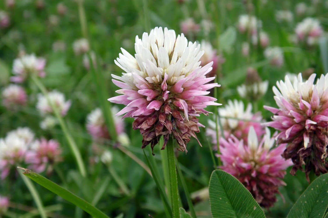 Image of Trifolium ambiguum specimen.