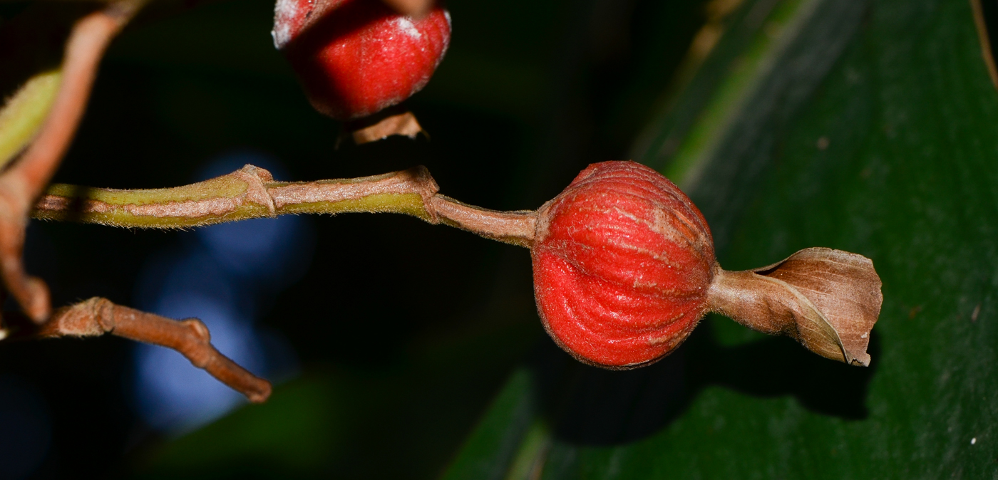 Image of Alpinia zerumbet specimen.