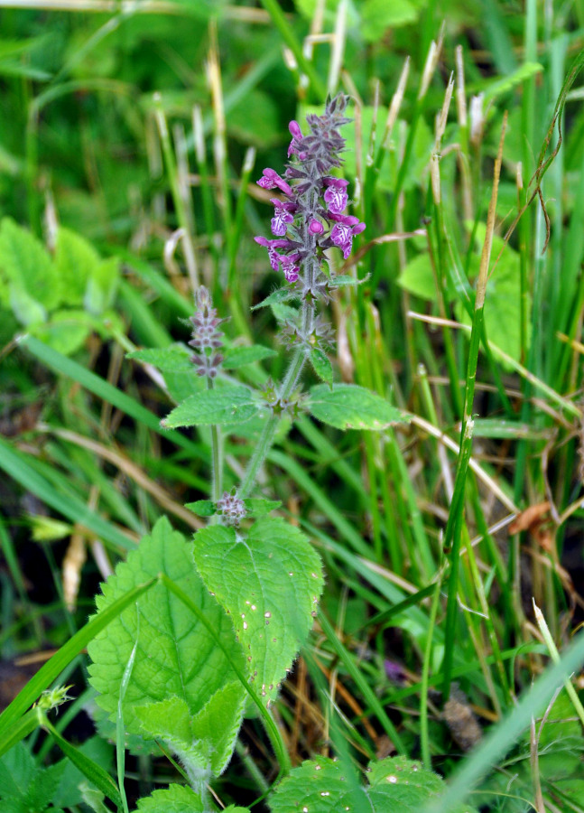 Изображение особи Stachys sylvatica.