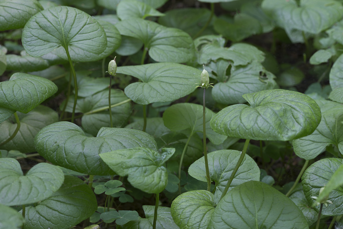 Image of Viola epipsila specimen.