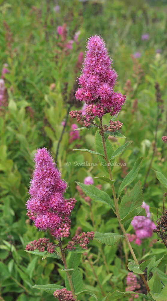 Image of Spiraea &times; billardii specimen.