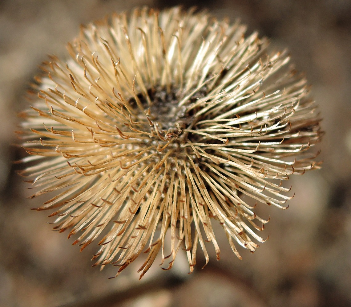 Изображение особи Telekia speciosa.