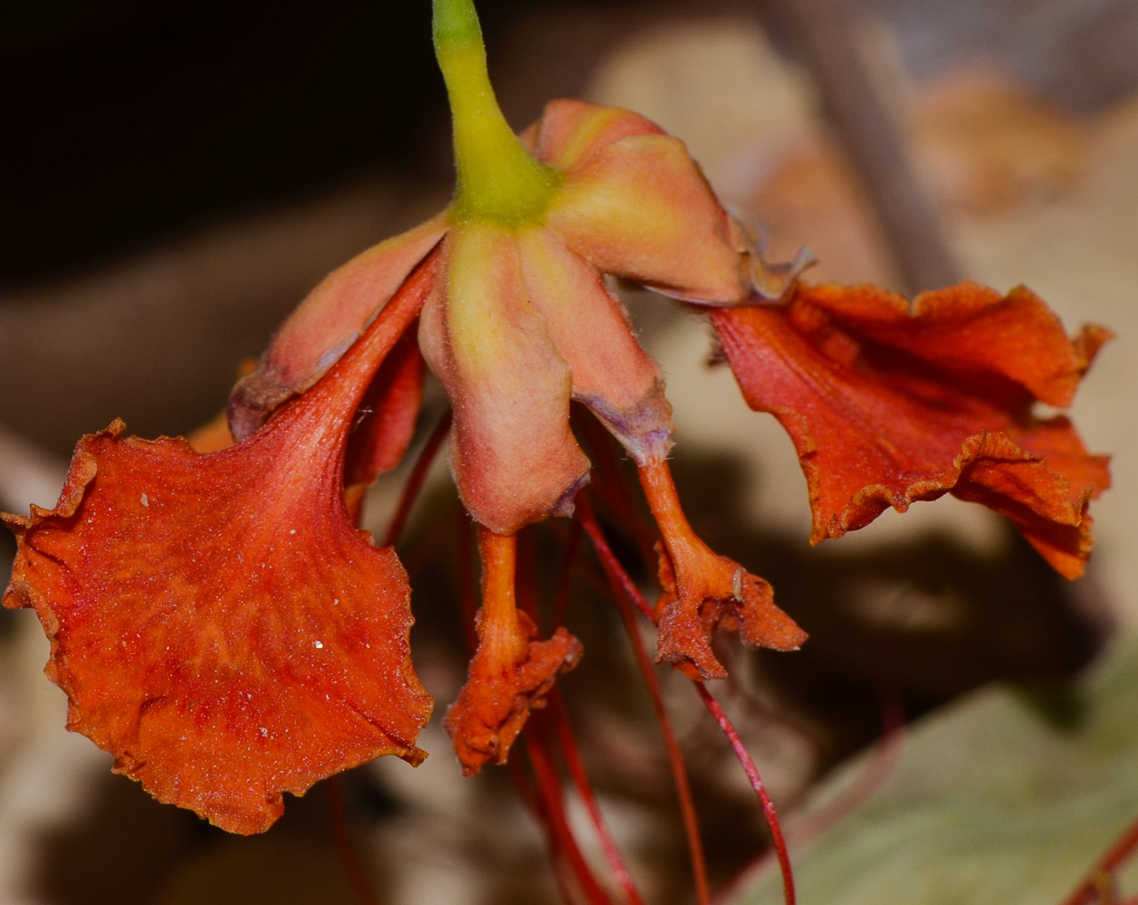 Image of Caesalpinia pulcherrima specimen.