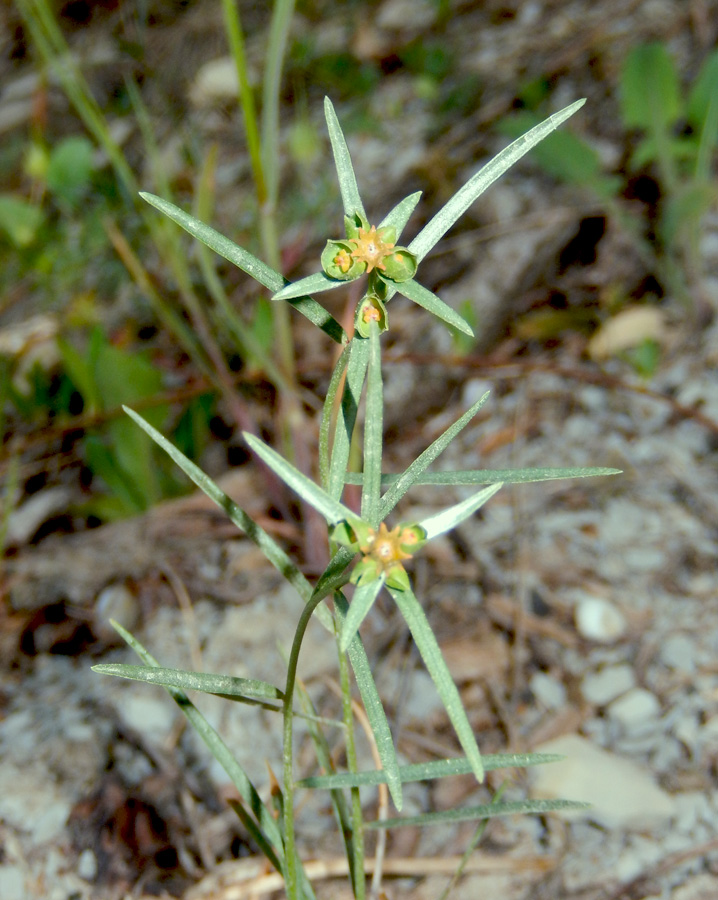 Image of Euphorbia leptocaula specimen.