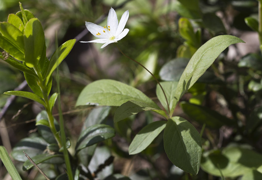 Изображение особи Trientalis europaea.