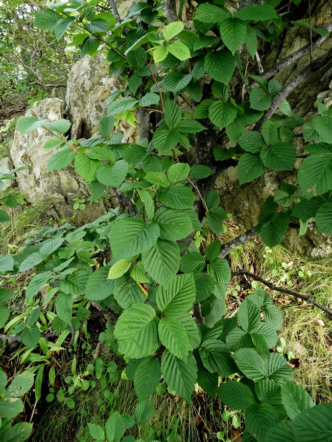Изображение особи Sorbus alnifolia.