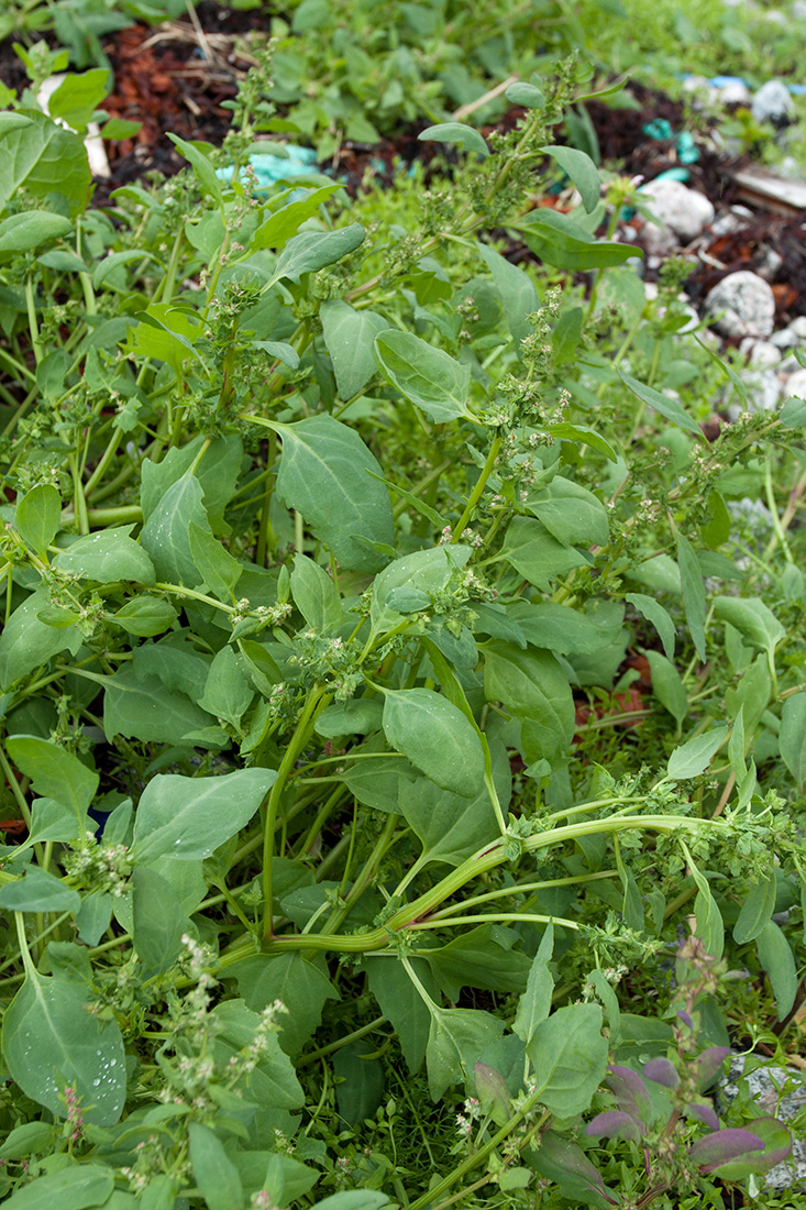 Image of Atriplex kuzenevae specimen.