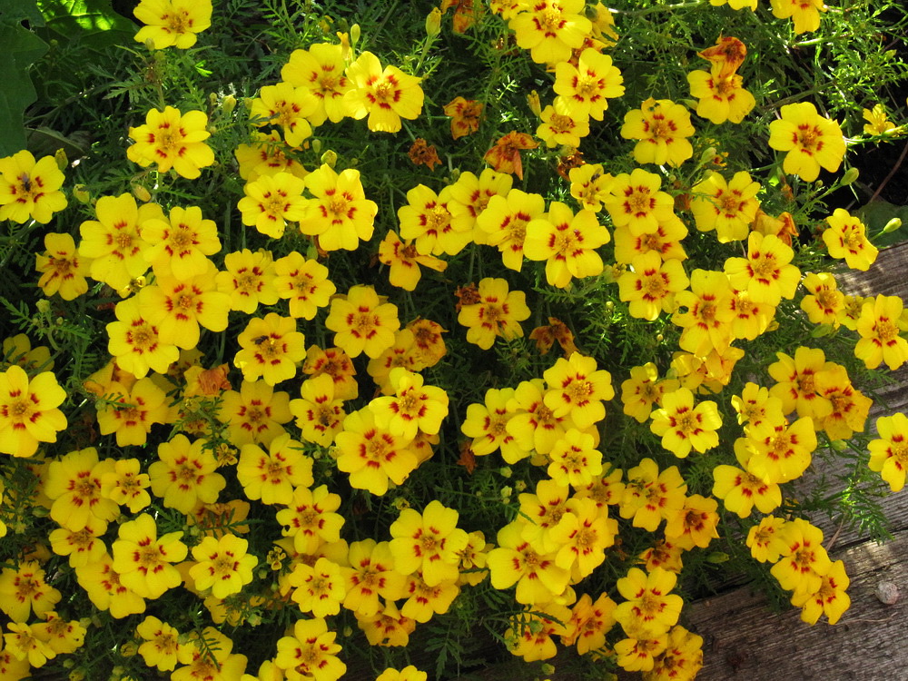 Image of Tagetes tenuifolia specimen.