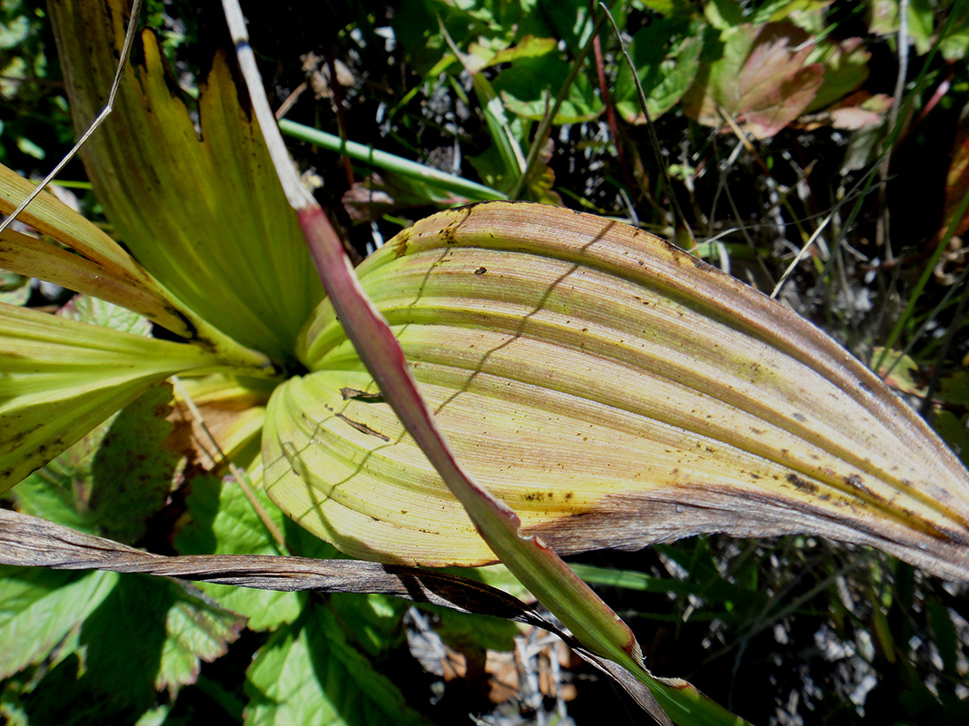 Изображение особи Veratrum nigrum.