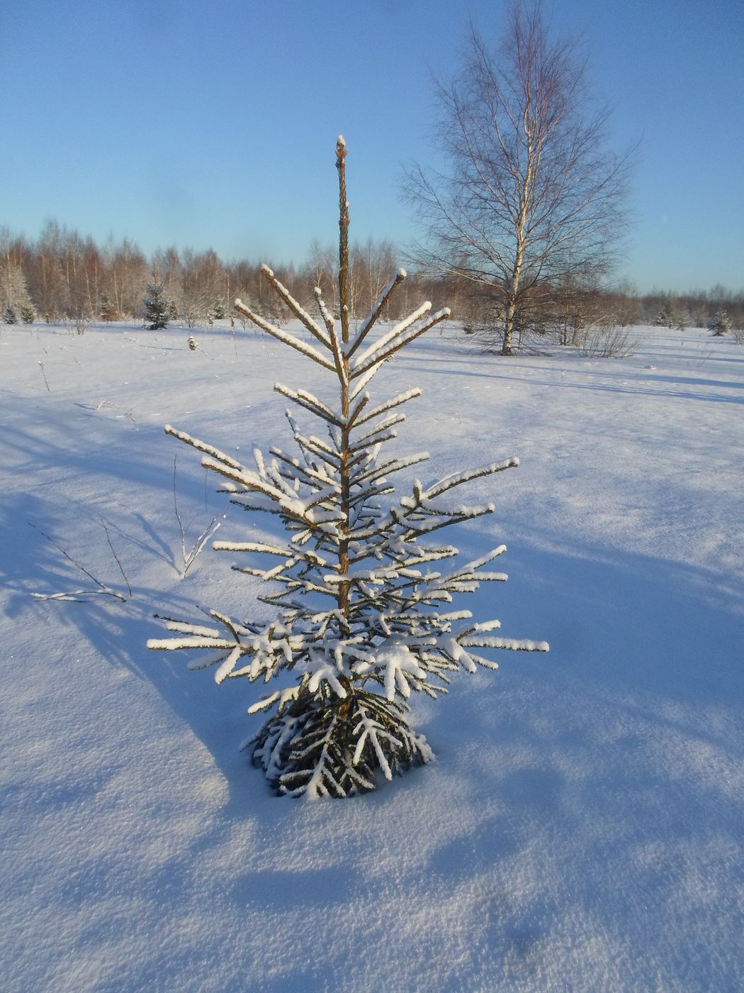 Image of Picea abies specimen.