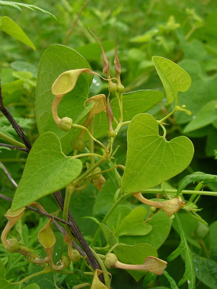 Изображение особи Aristolochia contorta.