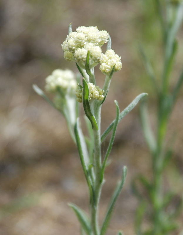 Изображение особи Helichrysum arenarium.